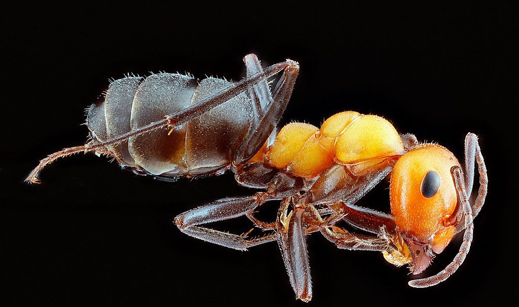 Ant Control service in Bellevue, WA