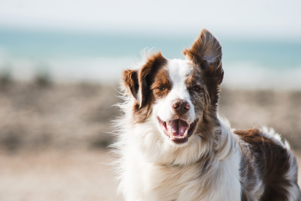 Flea & Tick Control service in Bellevue, WA