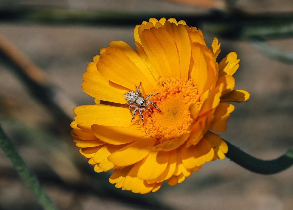 Spider Control service in Bellevue, WA
